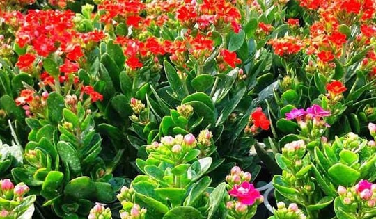 Vị trí đặt cây sống đời trong nhà giúp thu hút tài lộc và kích hoạt vận may