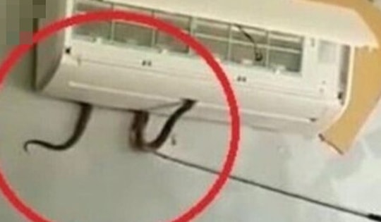 Từ vụ bé gái bị rắn cạp nia chui từ điều hòa ra cắn: Cách xử lý khi bị rắn cắn