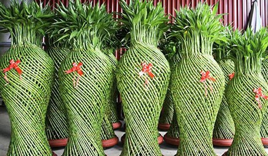 Đây là lý do đặc biệt vì sao nên trồng các loại cây phong thủy?