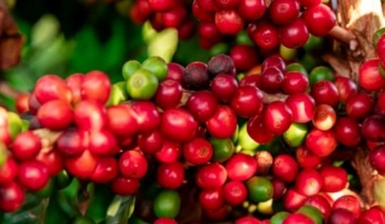 Giá cà phê hôm nay 21/6: Giá cà phê Arabica tăng nhẹ trở lại
