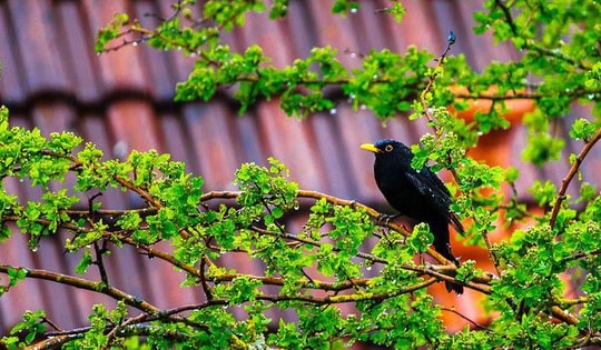 Tháng sinh Âm lịch của người thông minh, sắc sảo