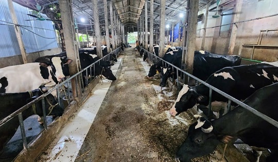 Thông tin sai lệch trên mạng xã hội tác động tiêu cực đến sản xuất, chăn nuôi bò sữa ở Ba Vì