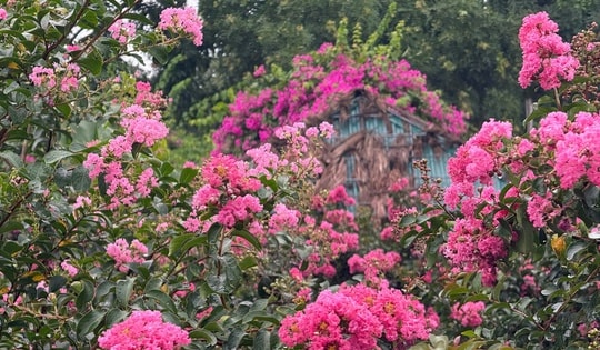 Không cần đi đâu xa, Hà Nội cũng có vườn tường vi dịu dàng cho hội mê ảnh đẹp "rụng tim"