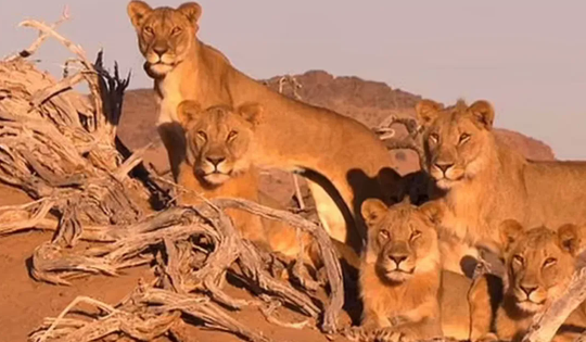 Nhà từ thiện giàu có bị sư tử vồ chết tại khu nghỉ dưỡng ở châu Phi