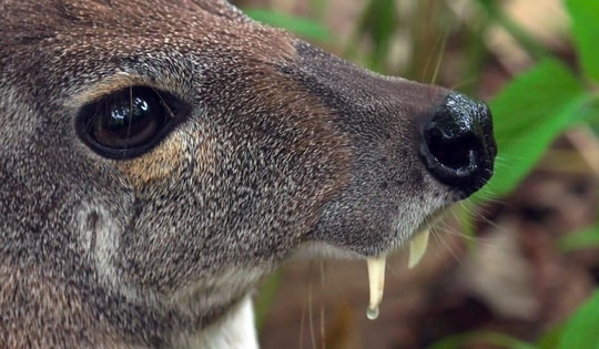 Lần theo hình ảnh camera hồng ngoại, kỹ sư bảo tồn hân hoan tìm thấy phân loài mới chưa được phát hiện