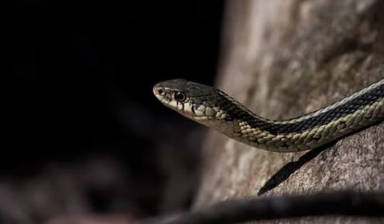 Kinh hãi hơn 100 con rắn bò ra từ nhà của một nông dân