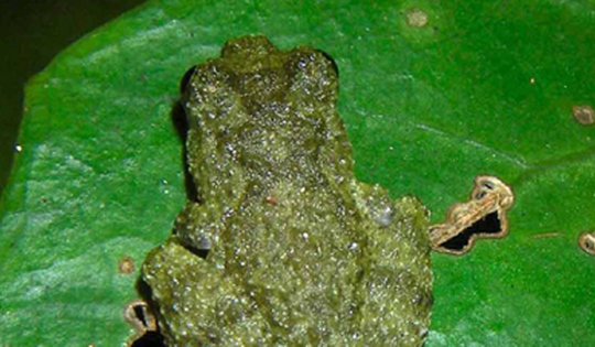 Sinh vật quý hiếm được đặt theo tên nhà nghiên cứu thực địa lưỡng cư và linh trưởng nổi tiếng