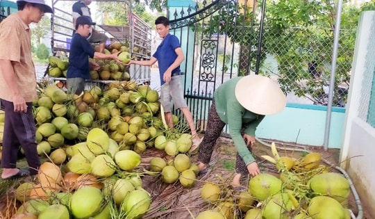 Doanh nghiệp chi tiền gấp 11 lần nhập khẩu dừa giữa lúc giá cao kỷ lục