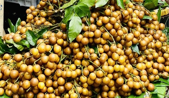 Loại quả ăn vặt dân dã vào mùa, chị em thi nhau săn đón thưởng thức