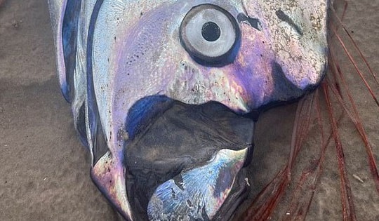 "Cá tận thế" siêu hiếm dạt vào bờ biển Úc