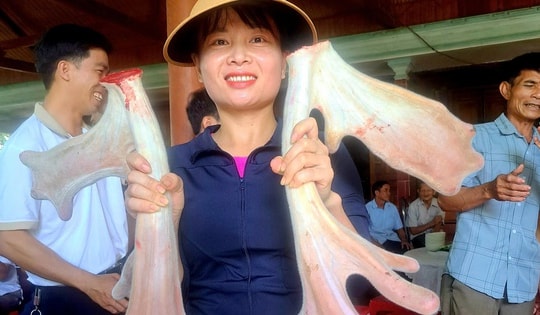 Cặp nhung hươu 'đa chồi, rộ lộc' gây xôn xao ở Hà Tĩnh