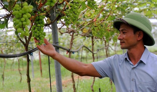 Bỏ nghề cơ khí, anh nông dân Hà Tĩnh trồng nho quý thu về tiền tỷ