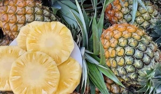 Xuất hiện loại dứa lạ trên thị trường, thơm ngon như mật được chị em đua nhau săn đón