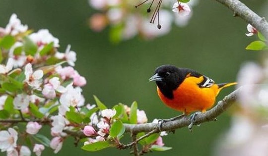 Tháng sinh Âm lịch của người có năng lực hơn người, đến trung niên sẽ tiến xa trong sự nghiệp