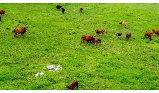 Sau gần 2 thập kỷ triển khai, khu công nghiệp Mỹ Trung ở Nam Định trở thành nơi 'thả trâu bò'