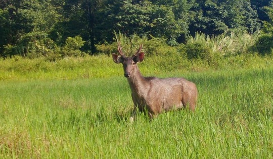 Liên tiếp xuất hiện động vật quý hiếm ở Tây Nguyên báo hiệu điều gì?