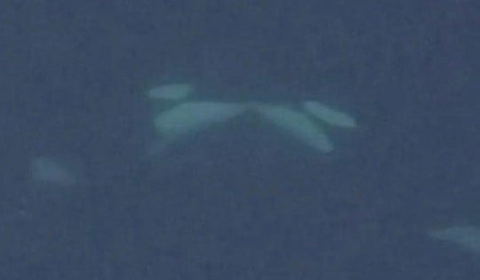 Lần đầu ghi hình cá voi sát thủ cắn lưỡi nhau ngoài tự nhiên