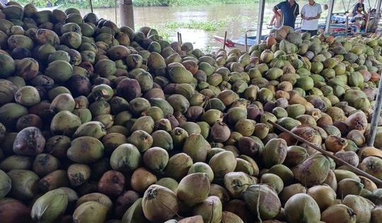 Sốc với đà tăng của giá dừa trong nước