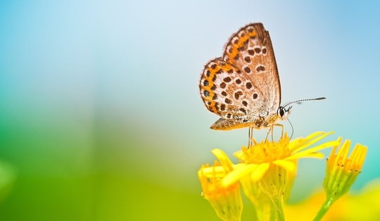 Tháng sinh Âm lịch của người khôn ngoan và trí tuệ, nhờ đó mà cuộc sống tràn đầy phúc lành