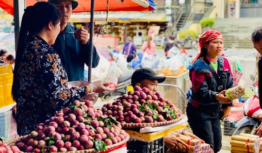 Mận hậu giảm giá sâu chỉ còn vài nghìn đồng/kg bán đổ đống đầy thị trường