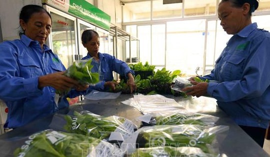 Hà Nội phát triển 29 chuỗi liên kết sản xuất với tiêu thụ nông sản