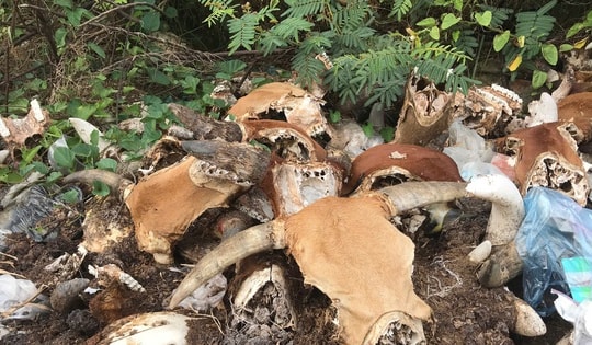 Kinh hoàng 'nghĩa địa đầu bò' giữa lòng TP Vinh