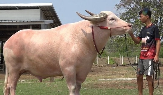 Con trâu bạch tạng được trả 3,9 tỷ đồng, người đàn ông quyết không bán