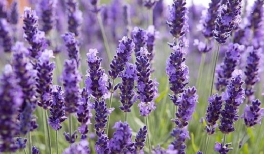 Trồng những cây này trong bếp không chỉ làm sạch không khí mà còn giúp khử mùi thức ăn hiệu quả