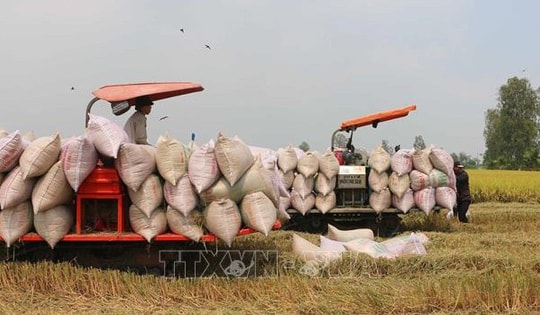 Giá lúa tăng nhẹ khi giao dịch trầm lắng, nguồn cung cao