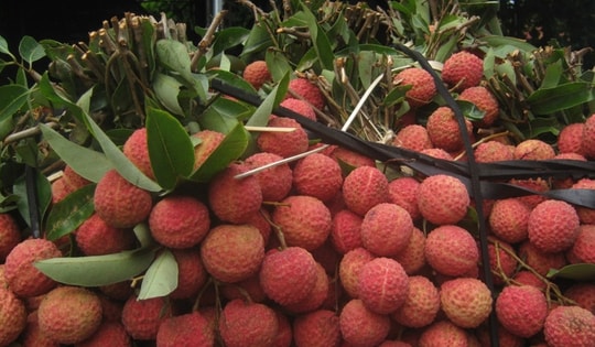 Quả vải giảm giá sâu chỉ còn vài nghìn đồng/kg bán đổ đống, chị em bày nhau làm món ngon dễ làm cho bữa ăn gia đình thêm phần hấp dẫn