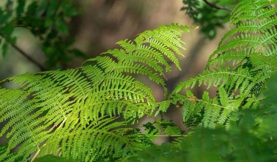 Đặt cây này trên bàn làm việc, vừa đảm bảo sức khỏe, thu hút vận may về tài chính vừa có cơ hội nghề nghiệp thăng tiến