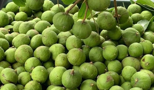 Sấu vào mùa giá chỉ từ 15.000 đồng/kg, đây là thời điểm mua sấu ngon nhất và cách chọn sấu ngon