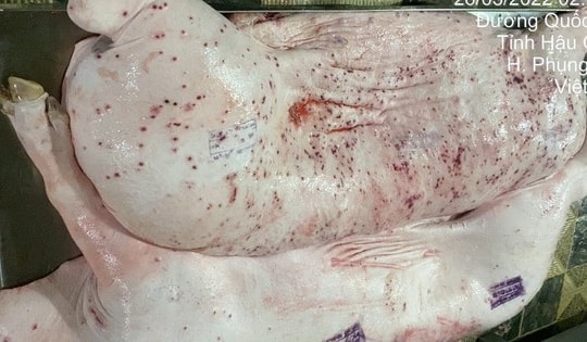 Thông tin mới nhất vụ Công ty C.P. Việt Nam bị 'tố' dùng lợn bệnh