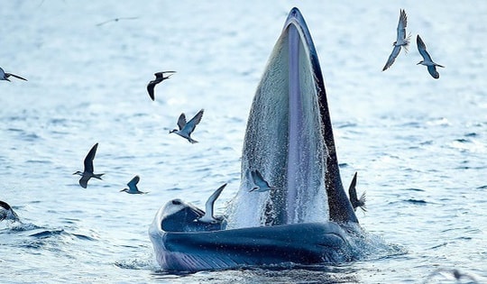 Cá voi xuất hiện ở vùng biển Gia Lai, Đăk Lăk là loài đặc biệt quý hiếm