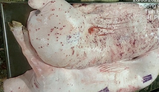 Vụ Công ty C.P. Việt Nam bị 'tố' dùng lợn bệnh: Không khởi tố vụ án vì không có dấu hiệu tội phạm