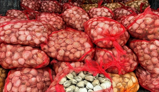 Phát hiện hàng chục tấn hải sản không rõ nguồn gốc mang từ vùng biên về tiêu thụ