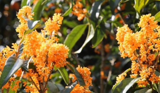 Loài cây này nếu trồng và chăm sóc đúng cách sẽ trở thành 'bảo vật' phong thủy mang lại bình an cho cả gia đình