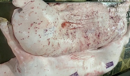 Vụ Công ty C.P. Việt Nam bị 'tố' dùng lợn bệnh: Thứ trưởng Bộ Nông nghiệp và Môi trường 'truy' trách nhiệm công tác kiểm soát giết mổ