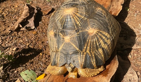 Những động vật quý hiếm nào mới được thả vào rừng Tây Nguyên?