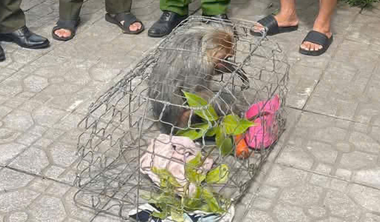 Khỉ quý hiếm nhiều lần đột nhập nhà dân phá hoại tài sản