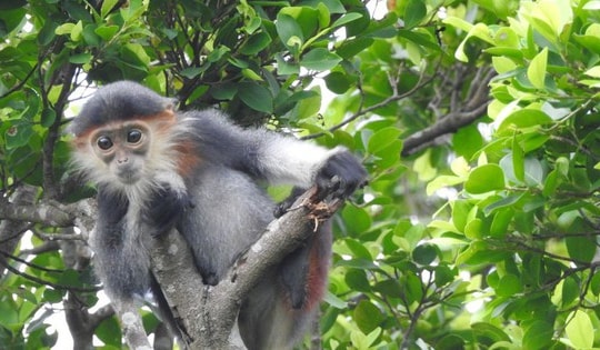 Vẻ đẹp hoang sơ của 'viên ngọc xanh' ở Hà Tĩnh