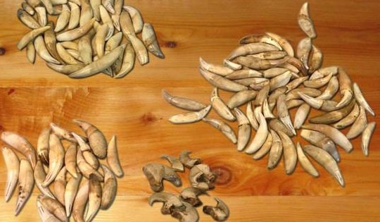 Xử phạt hơn 260 triệu đồng vì tàng trữ móng vuốt loài động vật hoang dã quý hiếm