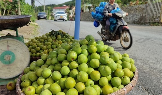 Thực hư về nguồn gốc loại mận róc hạt đang bán đầy thị trường