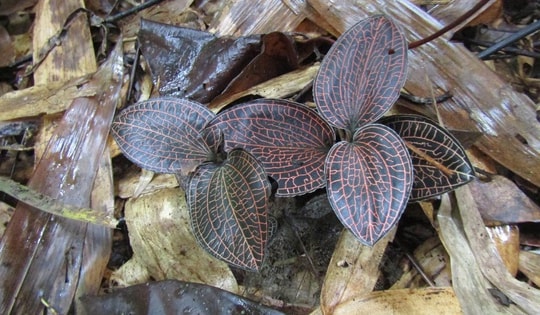 Loài hoa lan quý hiếm trong Sách đỏ được biết đến là 'thần dược' của rừng xanh