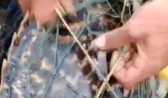 Ngư dân Cô Tô cứu rùa biển quý hiếm, thả về tự nhiên