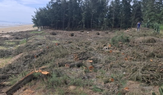 Rừng phi lao phòng hộ ở Hà Tĩnh bị người dân khai thác trái phép