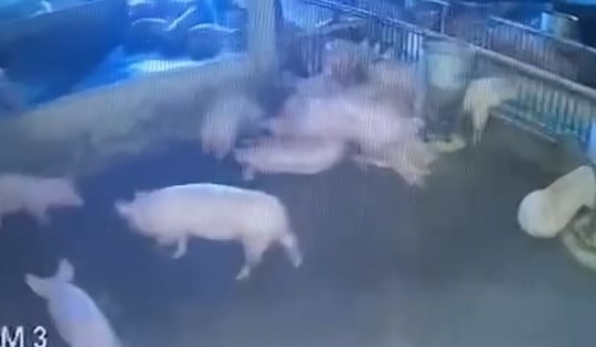 Chủ trang trại ở Nghệ An thiệt hại hàng trăm triệu đồng khi đàn lợn bị điện giật chết trong đêm