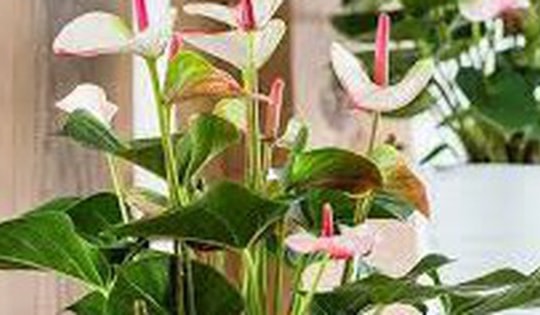 Người mệnh Hỏa và Thổ nếu sở hữu cây này, dễ phát triển sự nghiệp, thu hút cơ hội làm ăn và may mắn