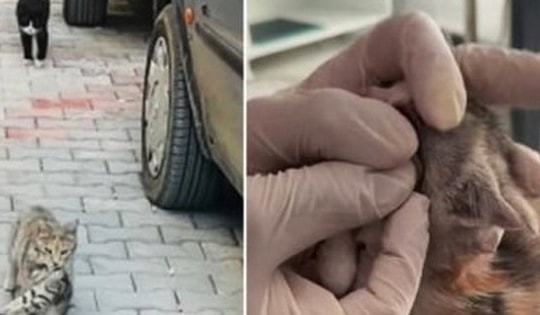 Xúc động cảnh mèo mẹ tha mèo con bị bệnh đến phòng khám thú y cầu cứu