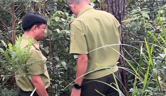 Điều tra nguyên nhân nhiều cây thông bị xâm hại bằng việc khoan lỗ, đổ hóa chất